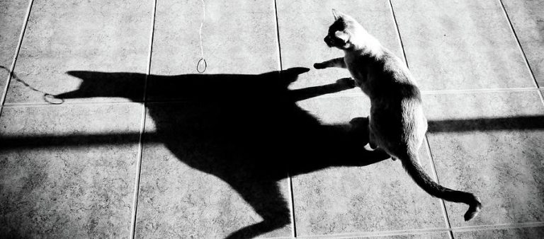 Velvetender: ¿Puede la muerte de una pequeña gata sacudir tanto el mundo?