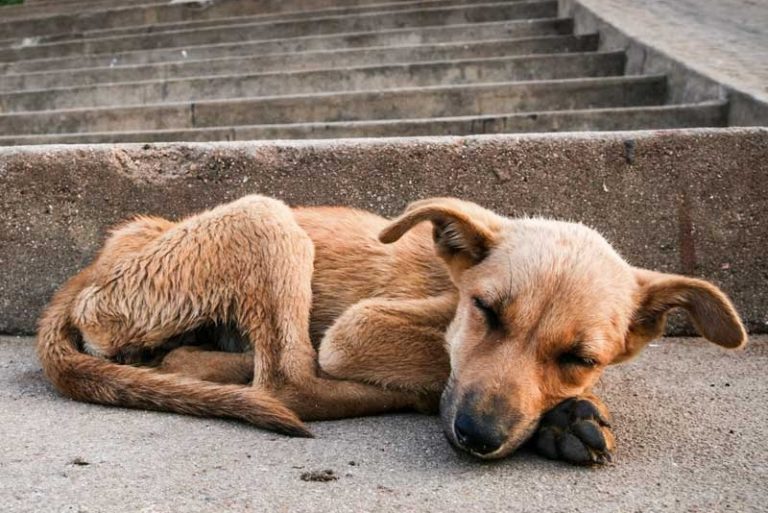 Huelga pone en riesgo a perros callejeros