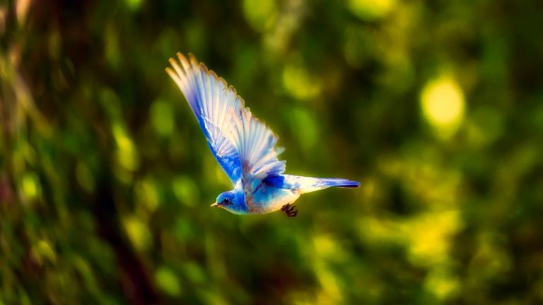 Aves azules y dragonas volando sobre el hundido parque McArthur o como llegué a los 53 años (1 de 2)
