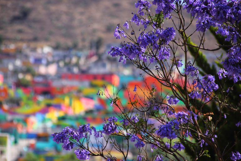 Como una GUERRILLA, florecen las JACARANDAS