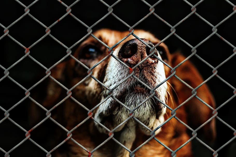 animal-welfare-dog-imprisoned-animal-shelter - CC